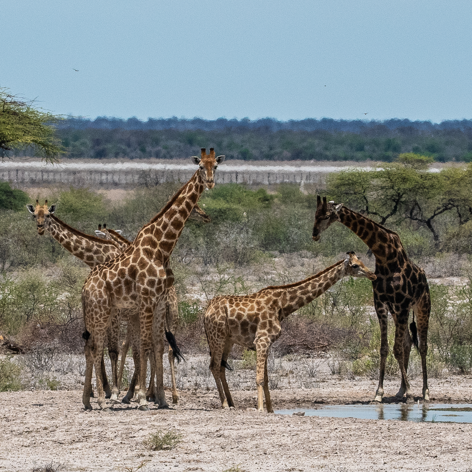 Girafes d'Angola (Angolan or Namibian giraffes, Giraffa cameleopardis angolensis) , Onguma The Fort waterhole, Parc National d'Etosha, Namibie.
